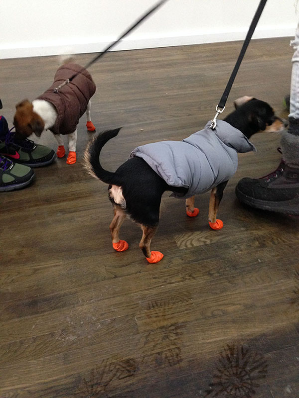 Dogs in shoes?!